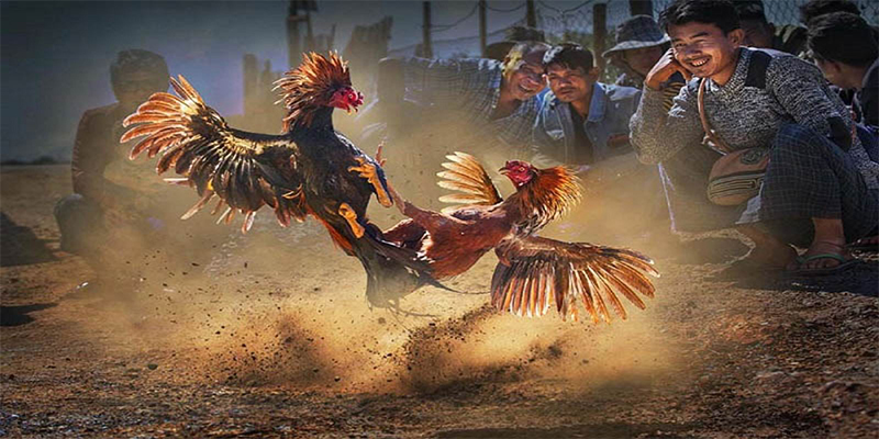 gacha clu chơi bắn cá đổi thưởng