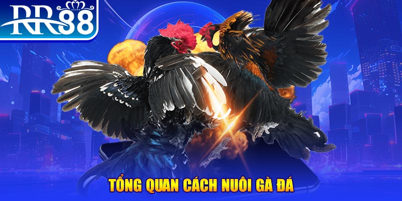 gacha clu VA Điện Tử