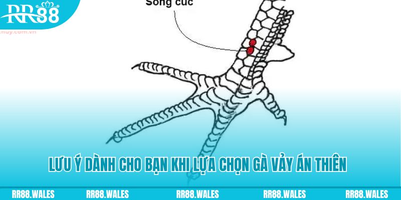 gacha clu xổ số đồng nai